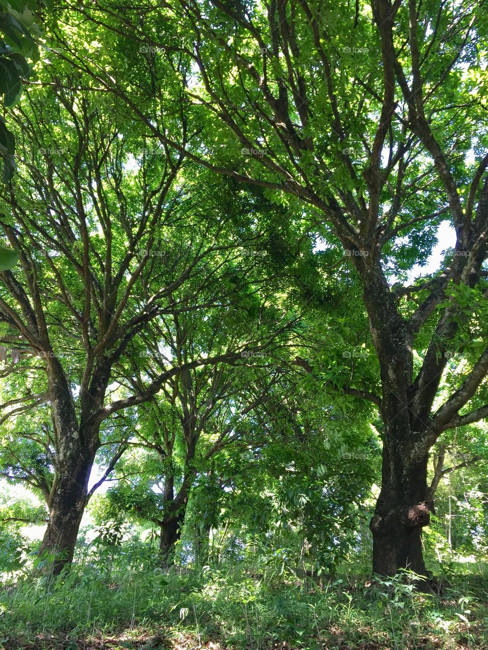 Under the giant mango trees