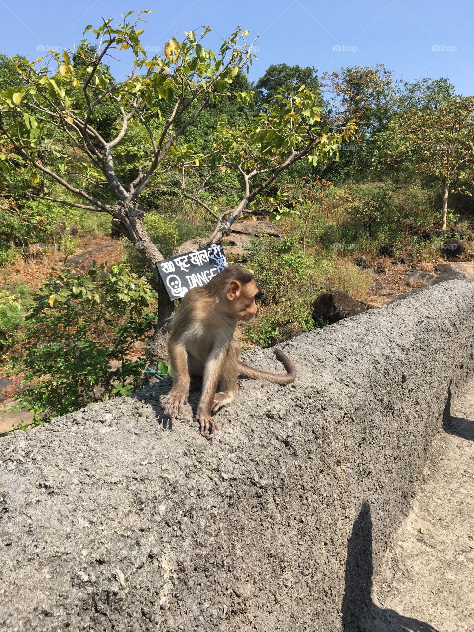 Monkey sitting on wall at Buddhist Cave India