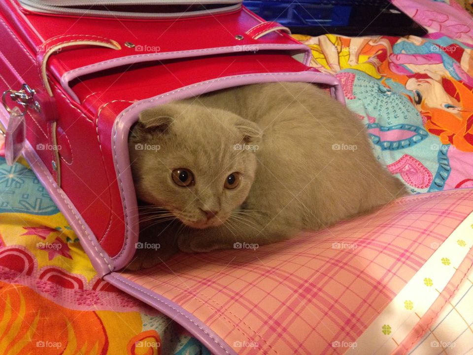 Go to school. Little cat in the schoolbag.