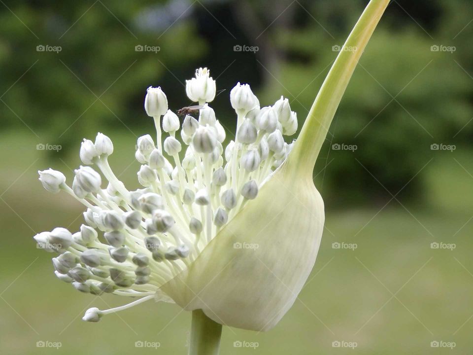 Lauchgemüse Samenkapsel platzt auf