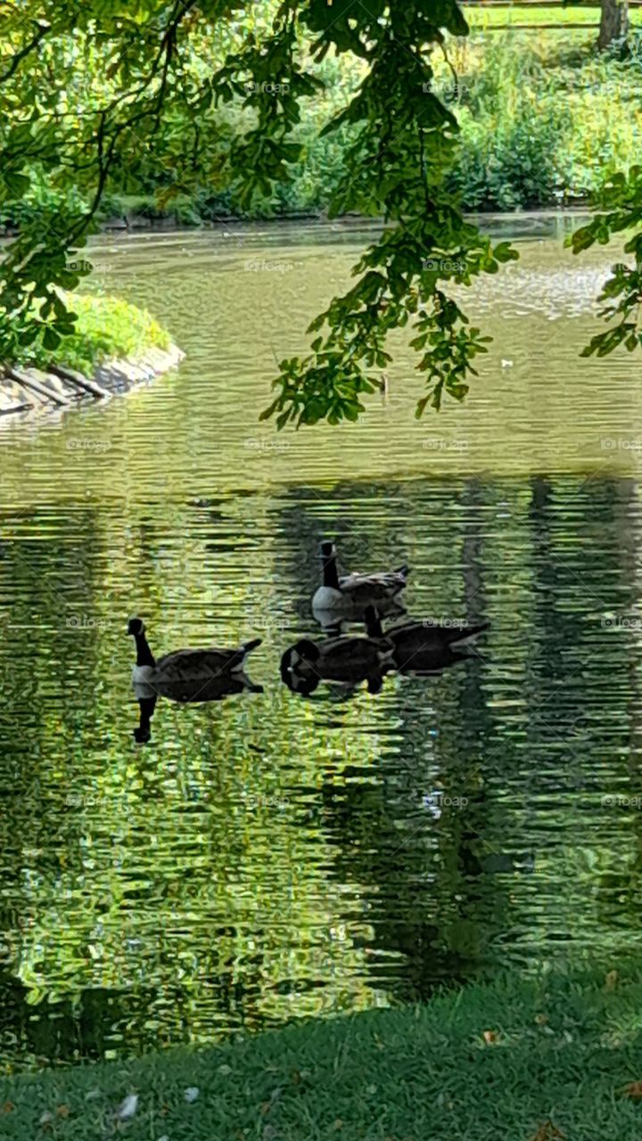 Enten