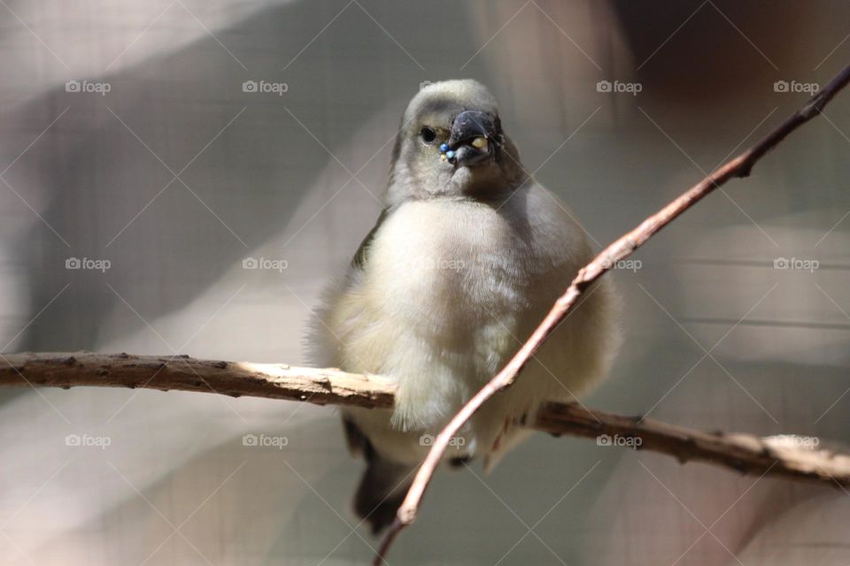 A small wren, with a seed in its mouth, cheeky and adorable all at the same time