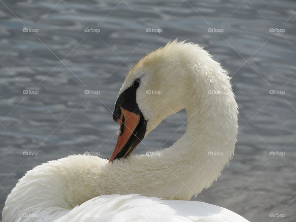 Swan on the lake 🦢