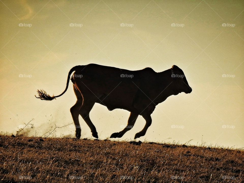 Silhouette of cattle running on grassy land