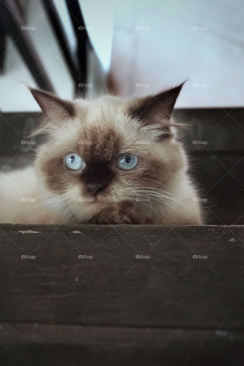 himalayan cat female sitting on the stairs