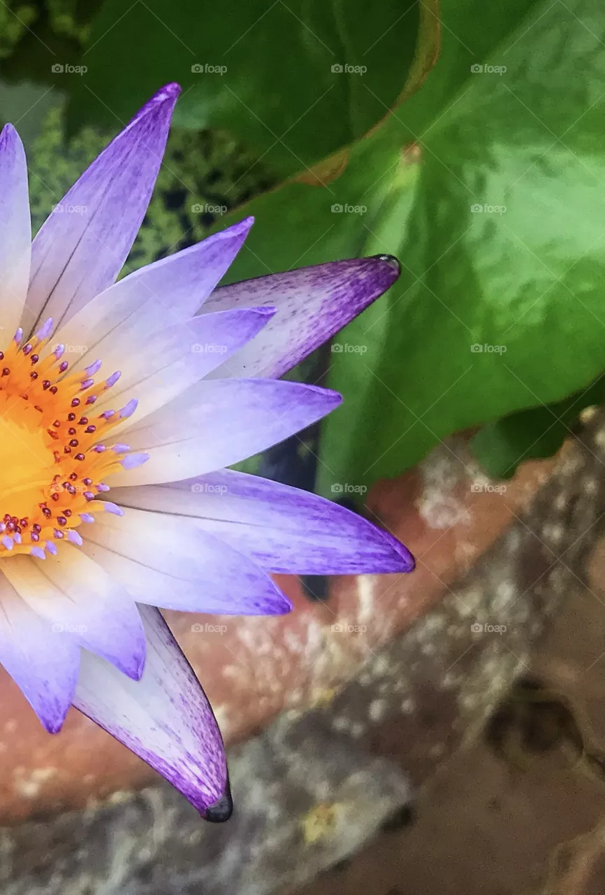 The petals and stamens , minimalist beauty of nature, beautiful flower , green leaf . 