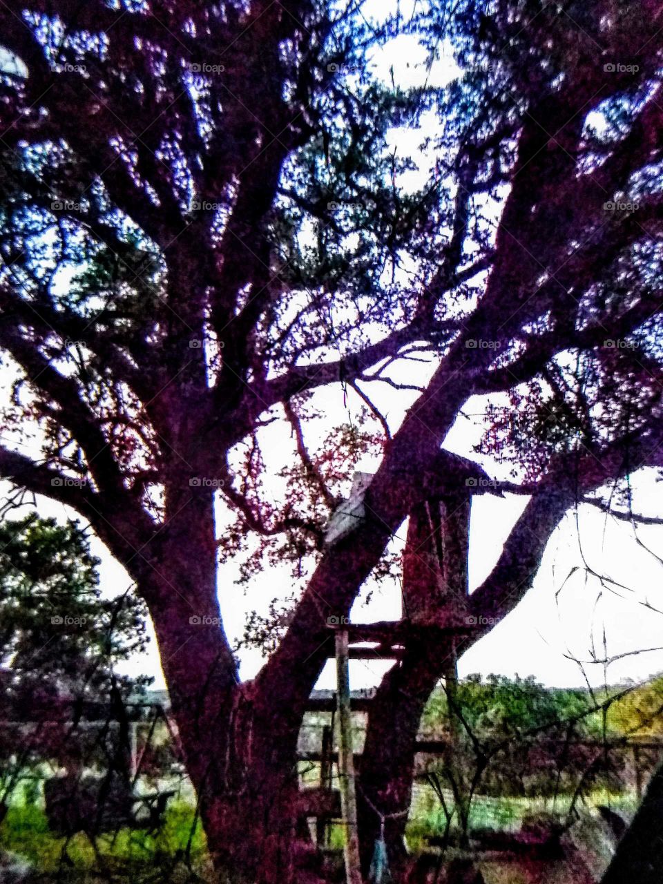 A beautiful fort tree in Salado Texas