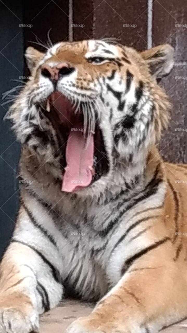 yawning tiger at the zoo