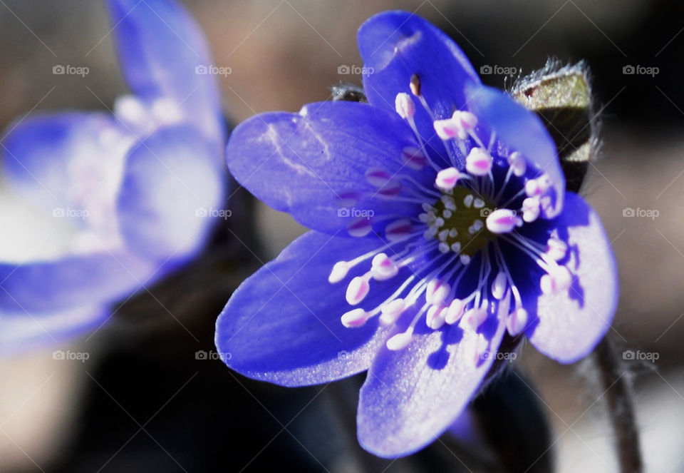 Anemone hepatica