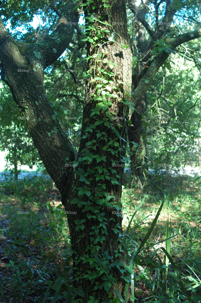 Vines growing up a tree