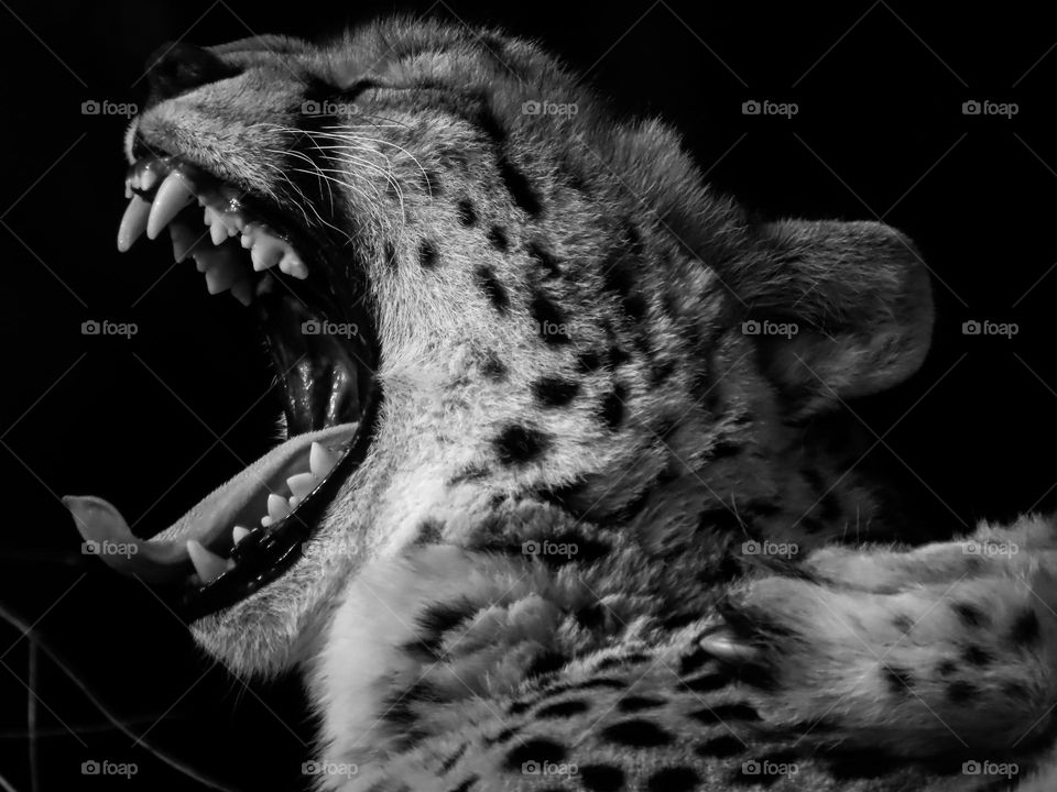Cheetah roaring