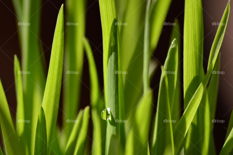 Extreme close-up of waterdrop on grass