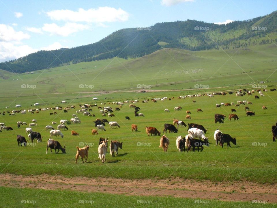 Mongolia countryside