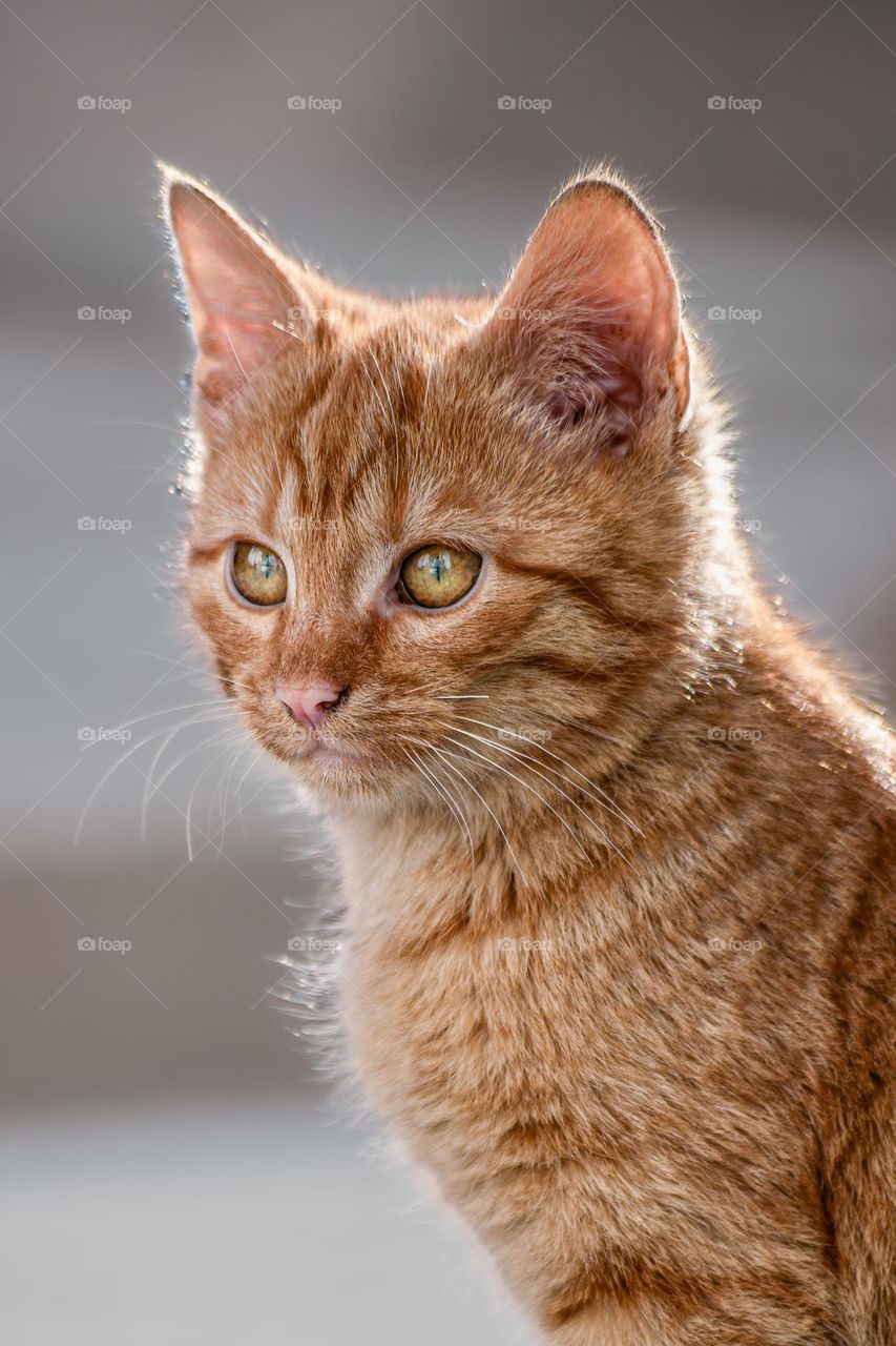 Close-up portrait of orange cat 