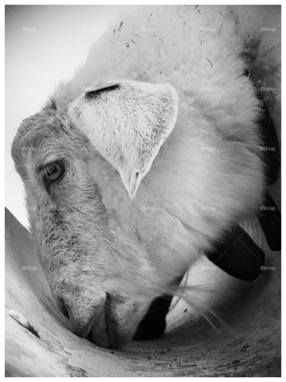 An eating goat