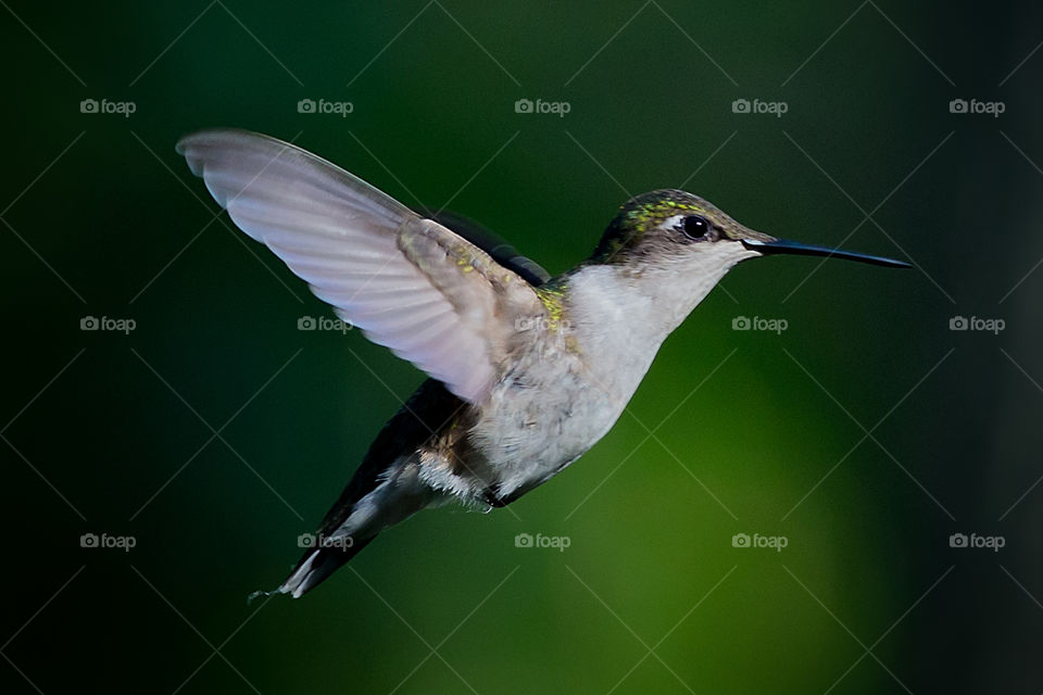 Hummingbird in flight 