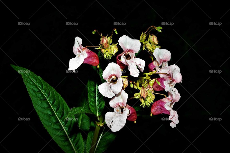 blooming pink orchid close up low key picture