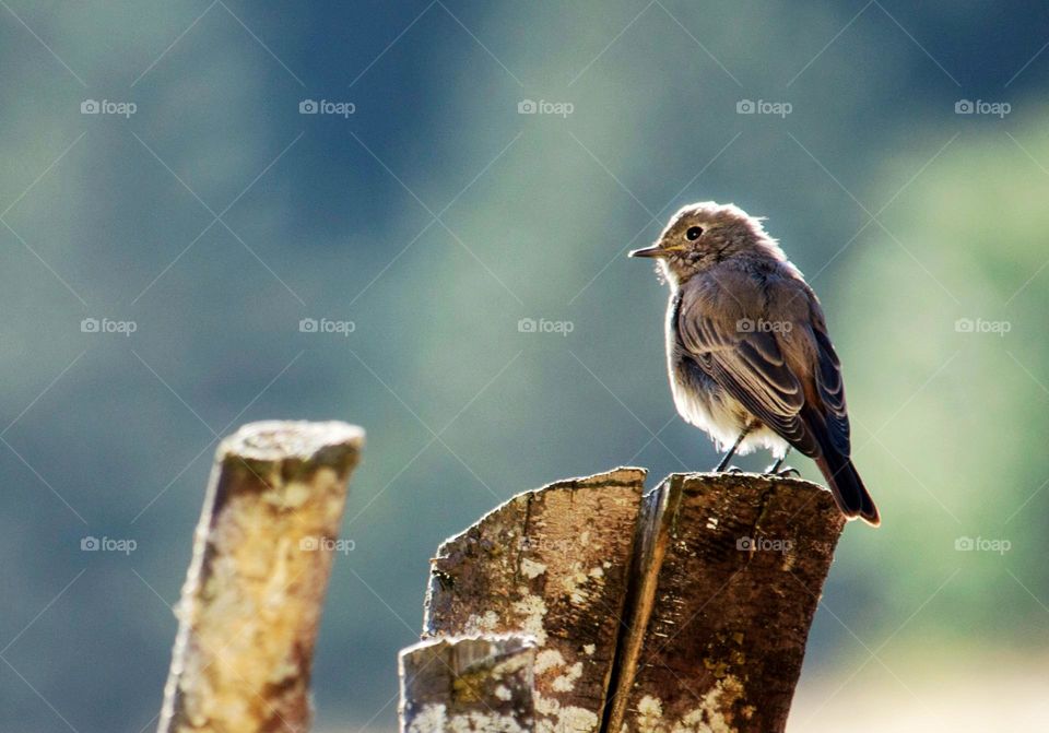 A bird on wood