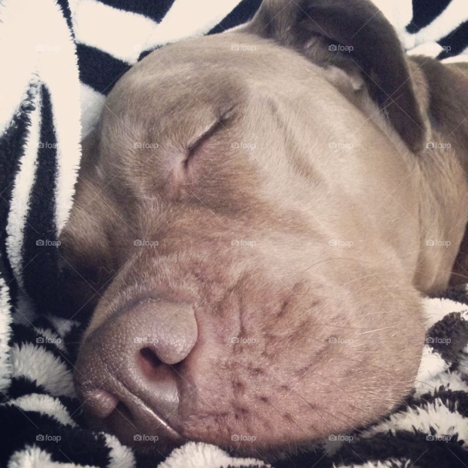 let sleeping dogs lie. my sleepy pup