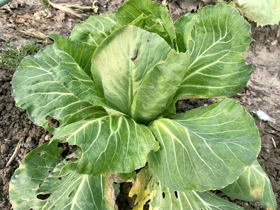 a beautiful specimen of cabbage grown in a private garden