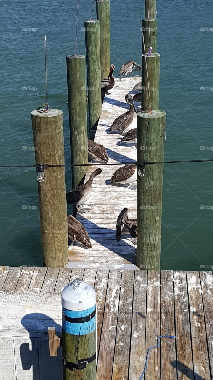 Dock of birds