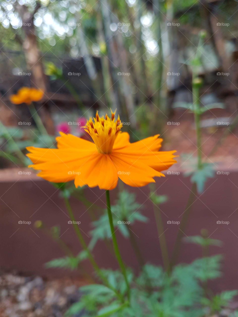 Flower with beautiful color