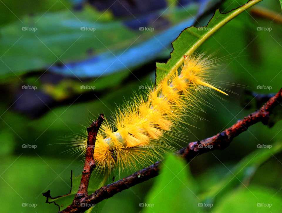 yellow Caterpillar eating leaves