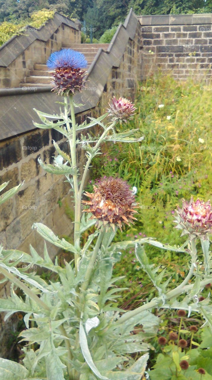 thistle in bloom