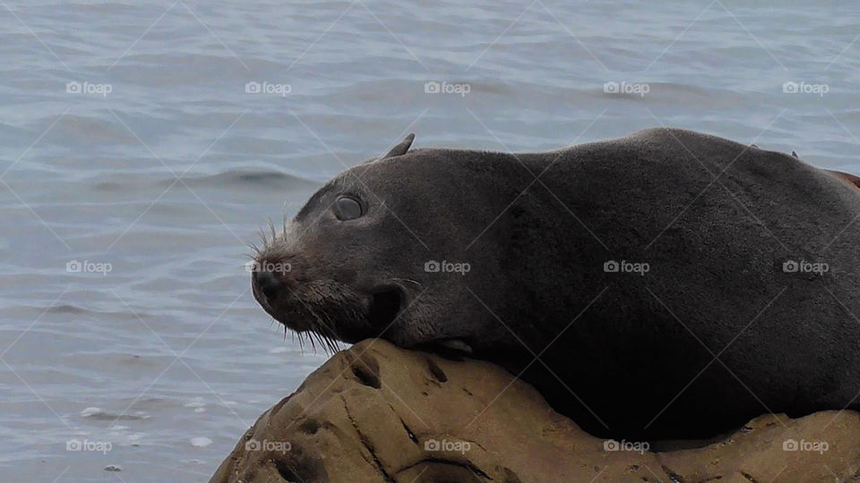 An alone, cute seal looking at the camera with large, sad eyes begging for food.