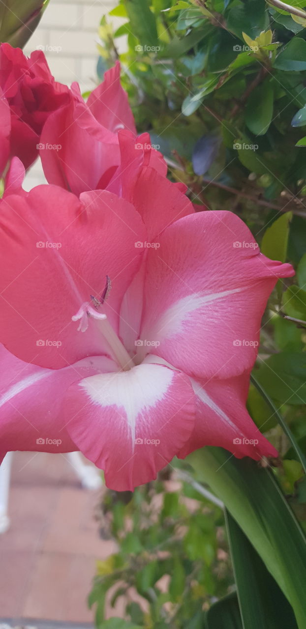 Pink White Flower