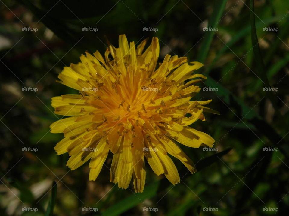 Spring Dandelion  
