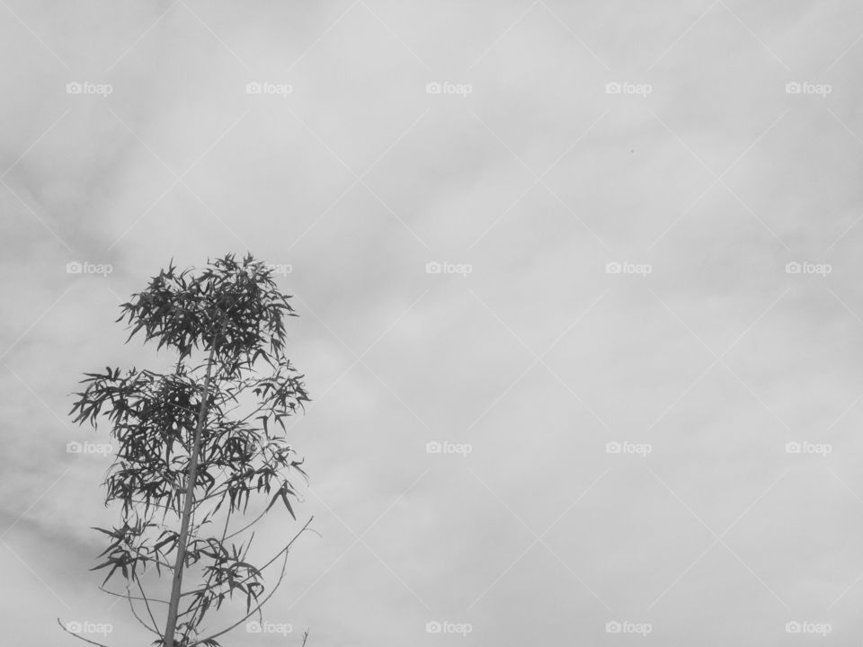 Cloudy sky and single tree black and white 