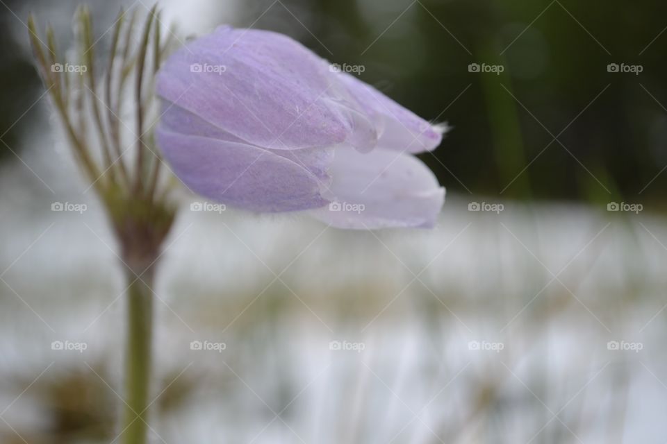 A Cutleaf Anemone, gorgeous alpine Spring wildflower resplendent in the alpine areas of Rocky Mountains in Banff National Park, Canmore in Alberta Canada 