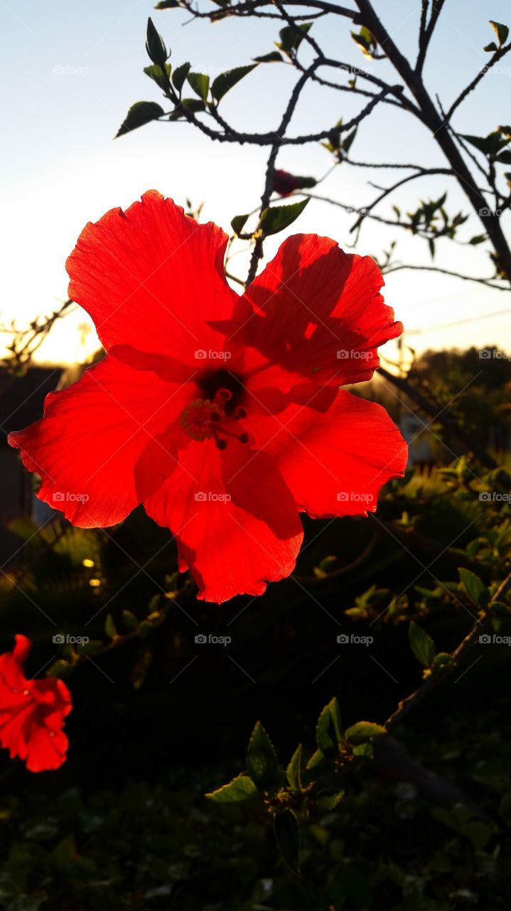 California Sun kissed flower