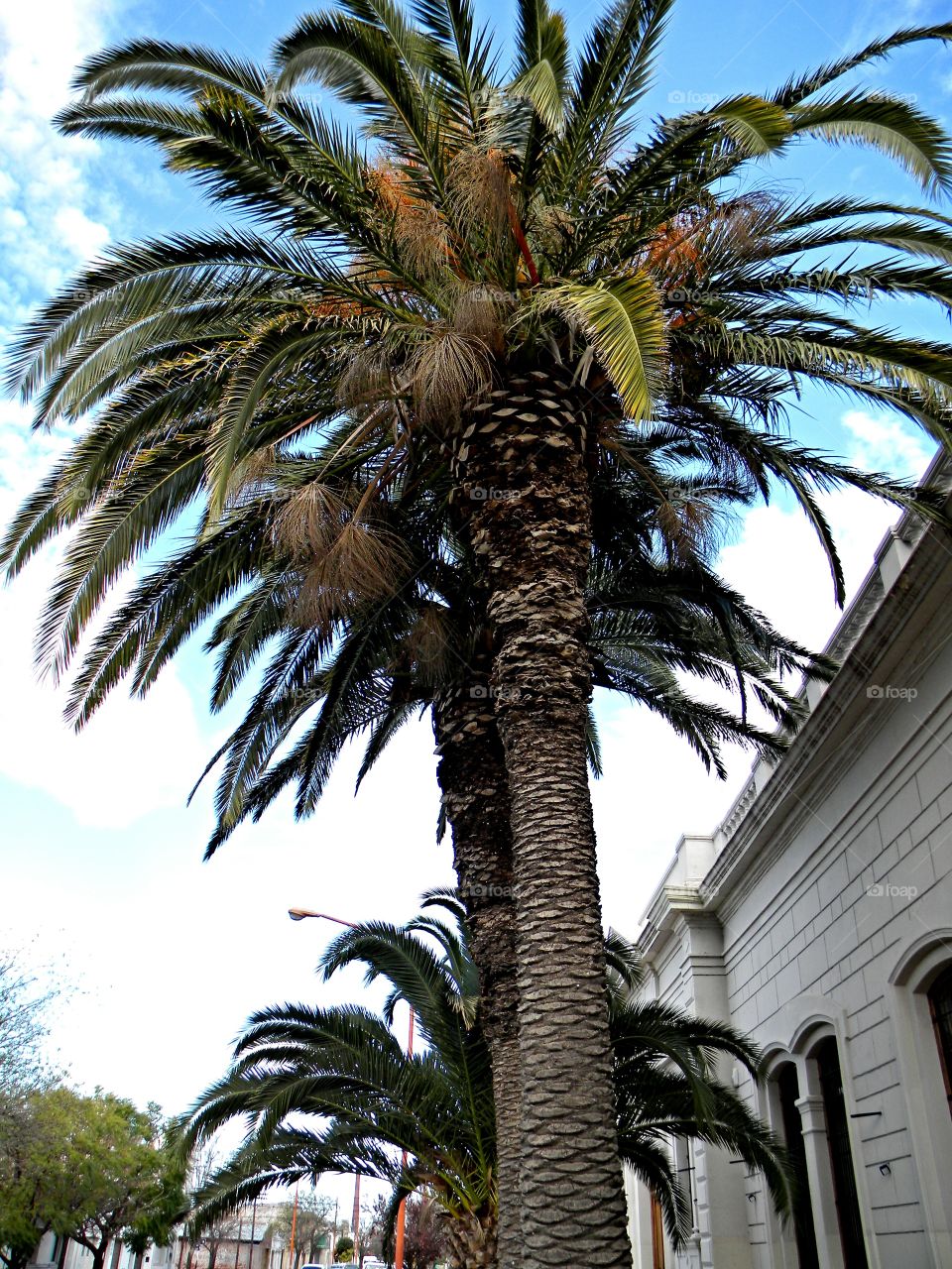 Palms. Bahia Blanca. Argentina