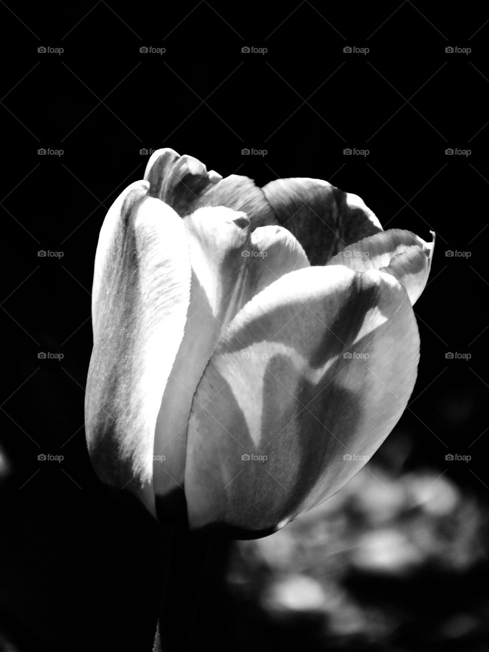 BW flower 