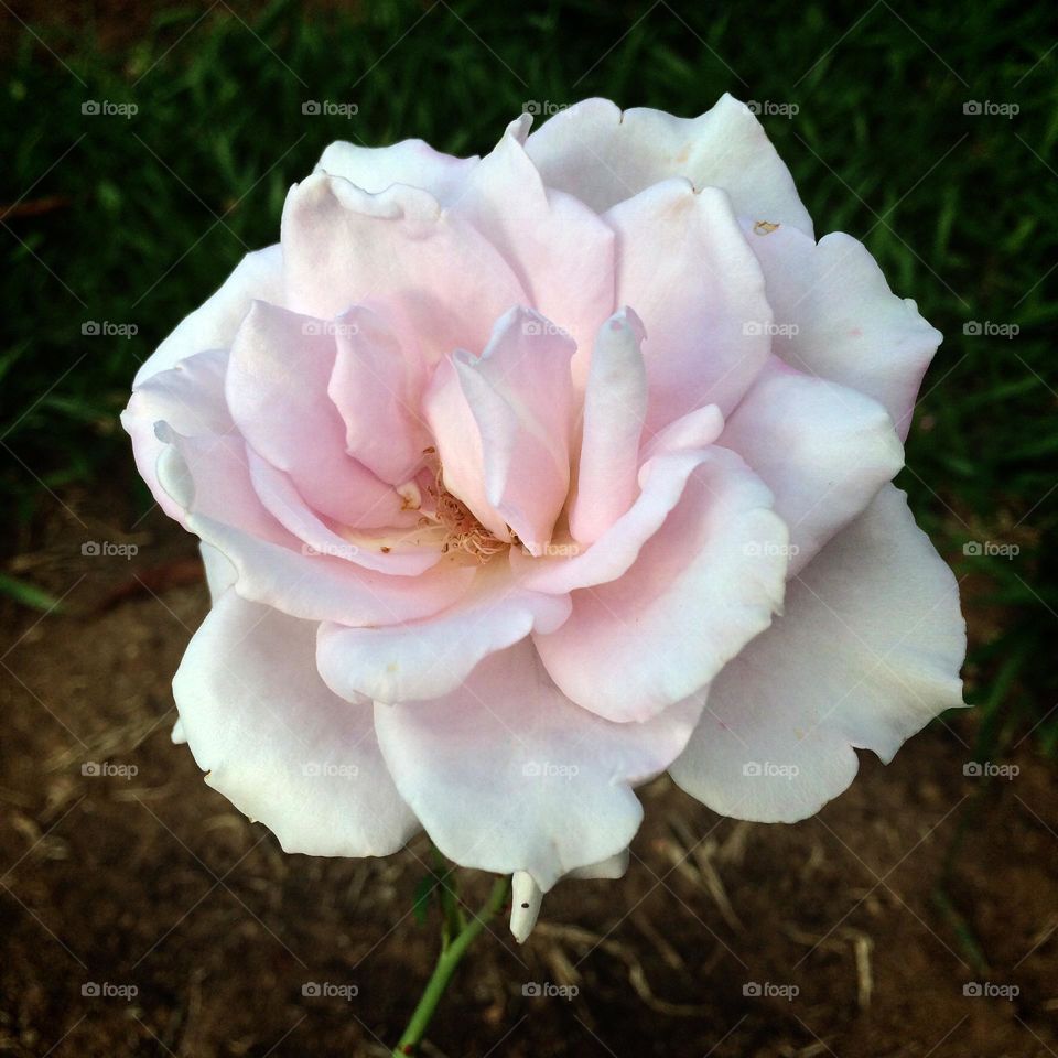 🌹 🇺🇸 Very beautiful flowers to brighten our day.  Live nature and its beauty. Did you like the delicate petals? / 🇧🇷 Flores muito bonitas para alegrar nosso dia. Viva a natureza e sua beleza. Gostaram das pétalas delicadas? 