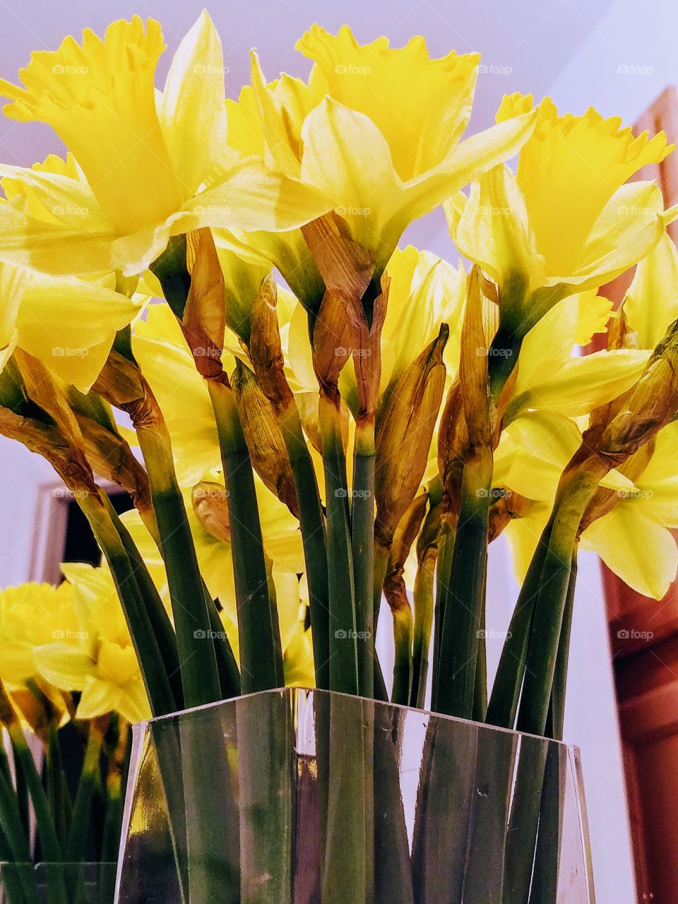 Beautiful Yellow Spring Flowers
