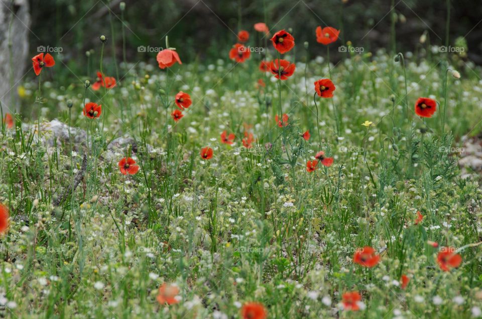 Poppy field. Red poppies. Natural background. Flowers. Spring background