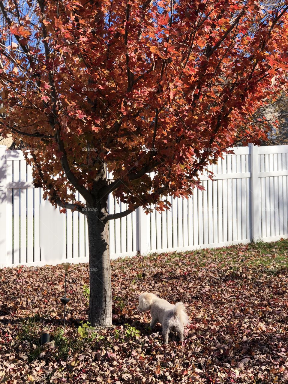 My dog, Kaycee, under a tree taken on 10/28/18