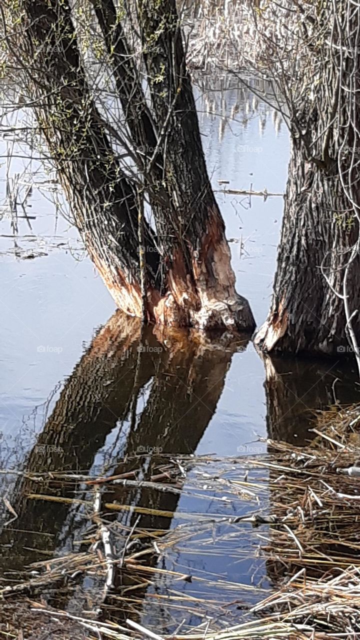 trees reflected in a mirror in the water, gnawed by beavers