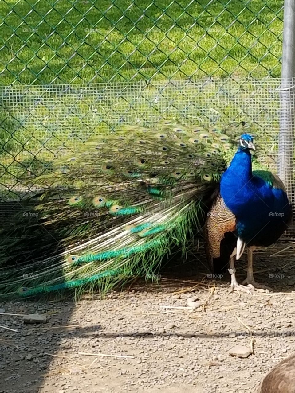 Peacock ruffled