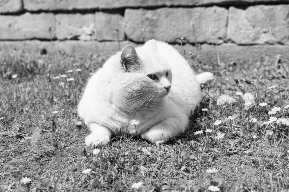 lying cat and daisys, black and white