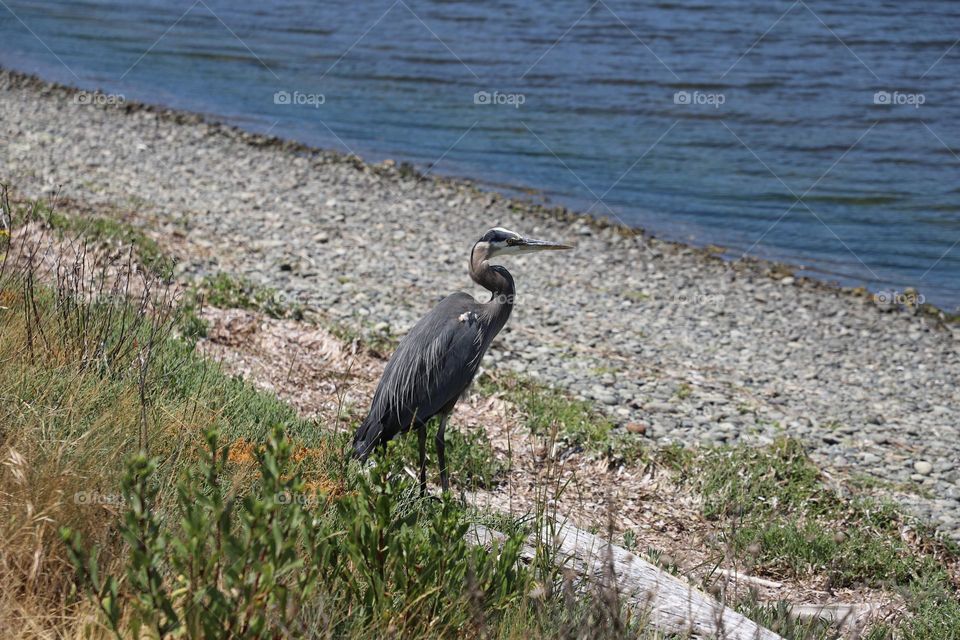 Heron by the ocean 