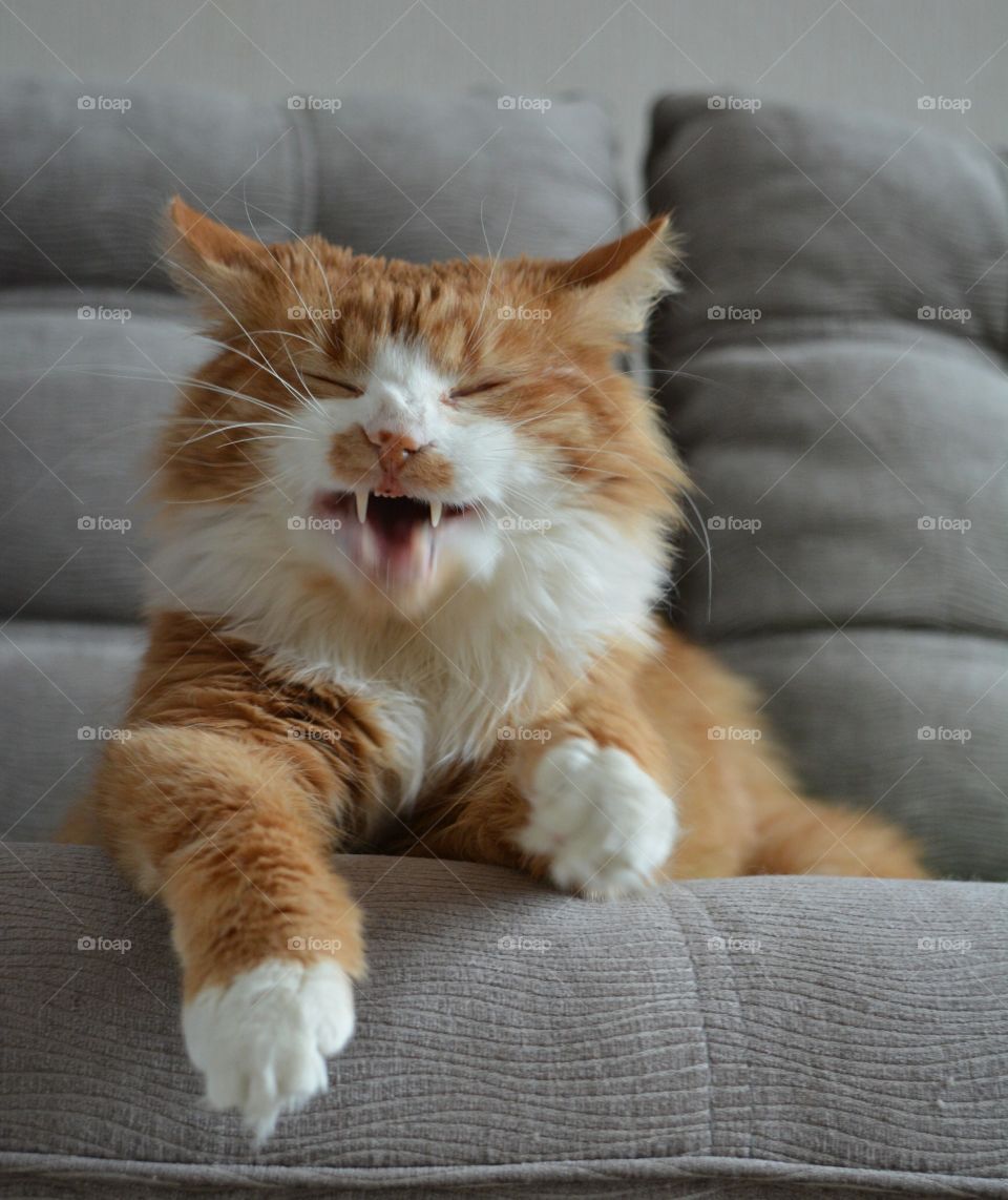 smiling cat funny portrait on a sofa home