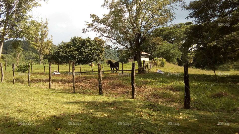 horse on farm