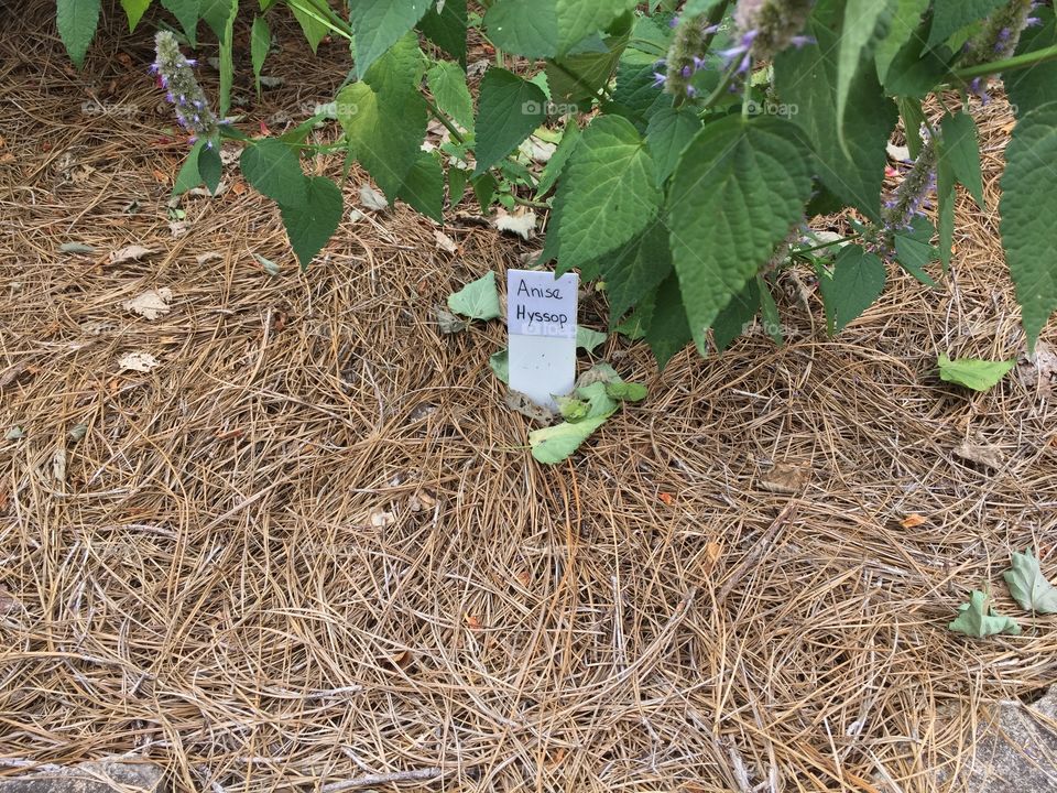 Anise hyssop name tag and plant