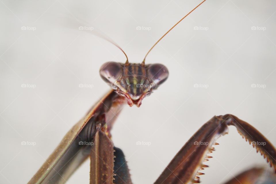 Praying Mantis. Close up of a praying mantis.