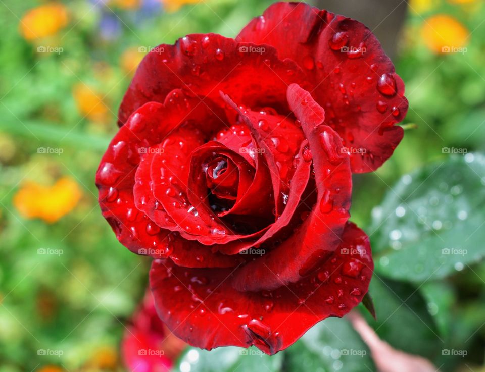 Red rose 