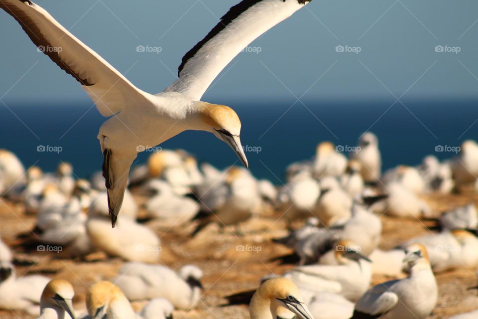 Gannet colony
